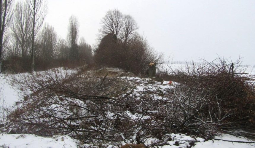 На Київщині двоє чоловіків зрубали 348 дерев: подробиці