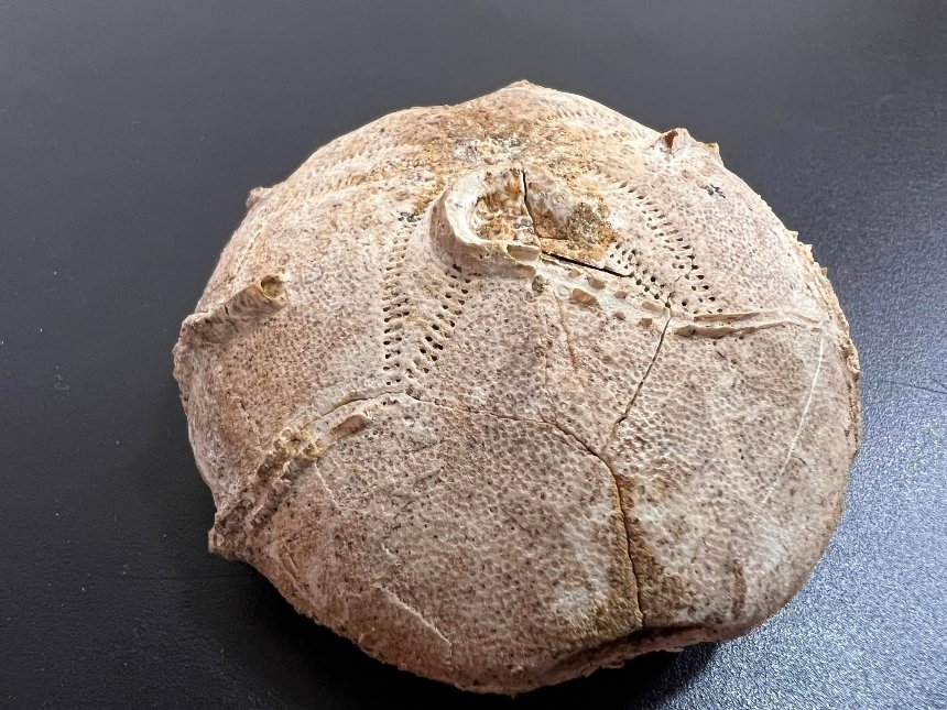 Панцир морського їжака, якому близько 161-165 млн років