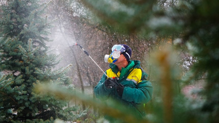 У Києві розпочинають кампанію проти самовільної вирубки хвойних дерев: деталі