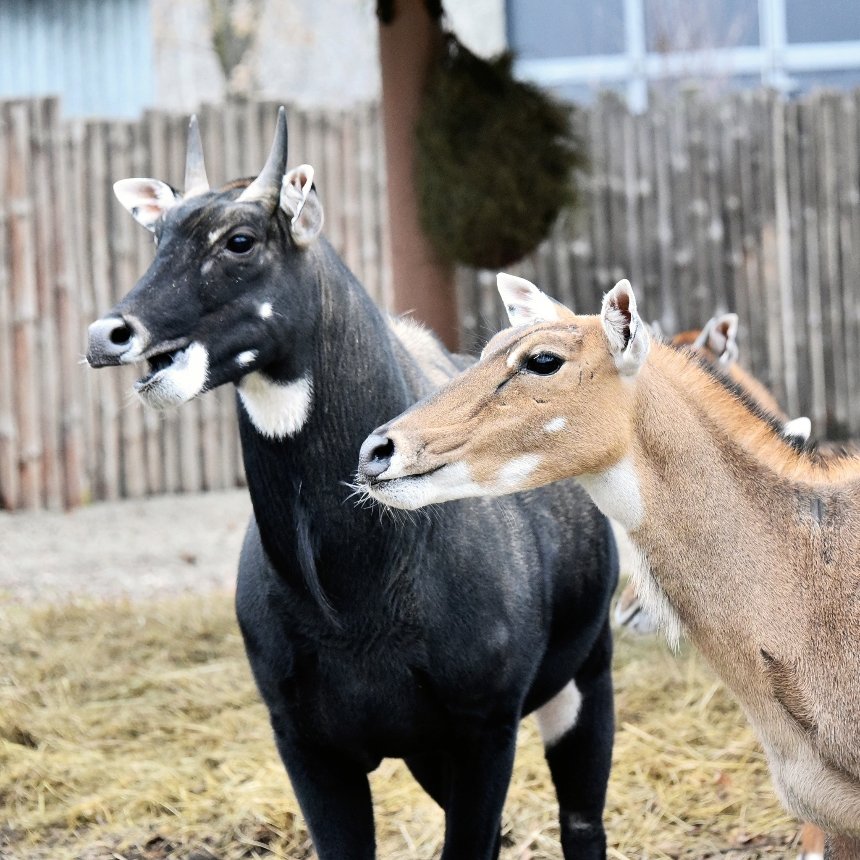 У КиївЗоо пройдуть яблучні частування копитних на Миколая