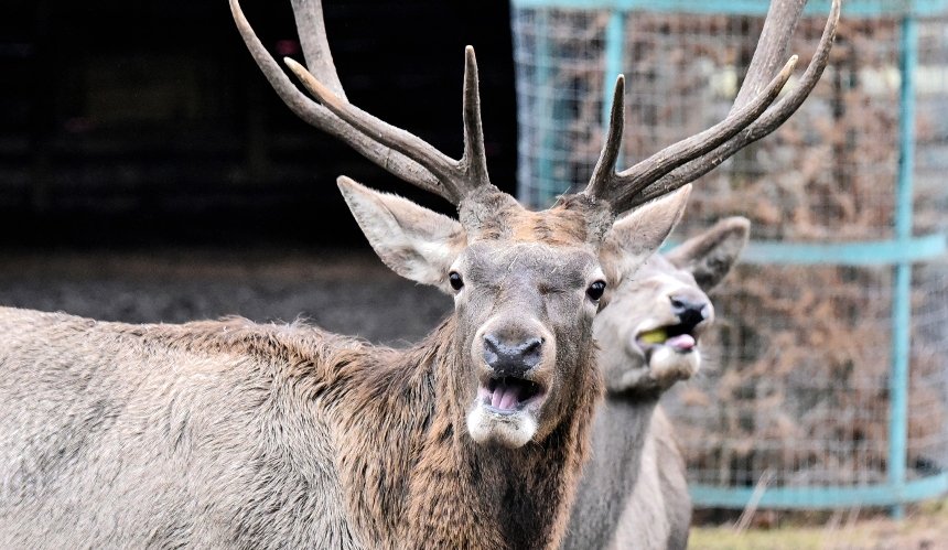У КиївЗоо пройдуть яблучні частування копитних на Миколая: розклад