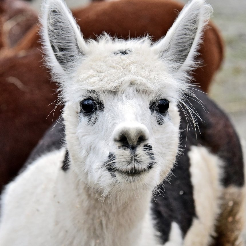 У КиївЗоо пройдуть яблучні частування копитних на Миколая