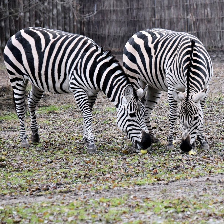 У КиївЗоо пройдуть яблучні частування копитних на Миколая
