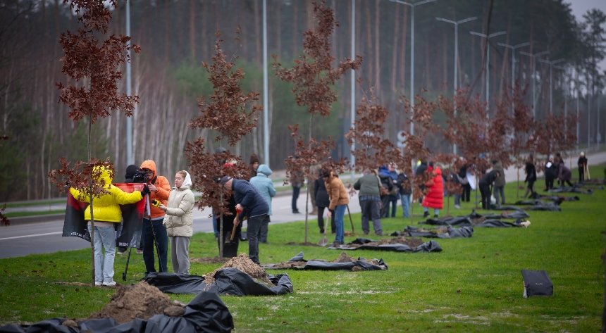 На Національному військовому меморіальному кладовищі висадили "Алею дубів"