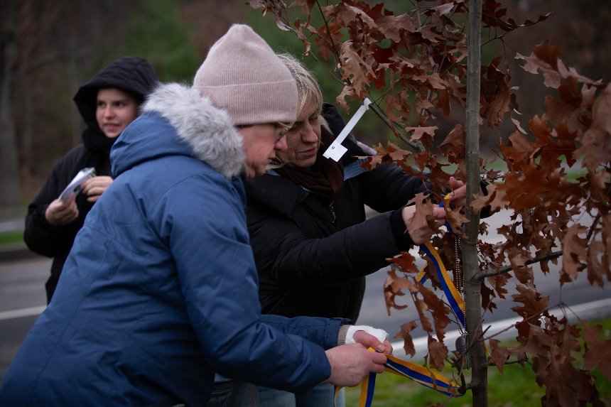 На Національному військовому меморіальному кладовищі висадили "Алею дубів"