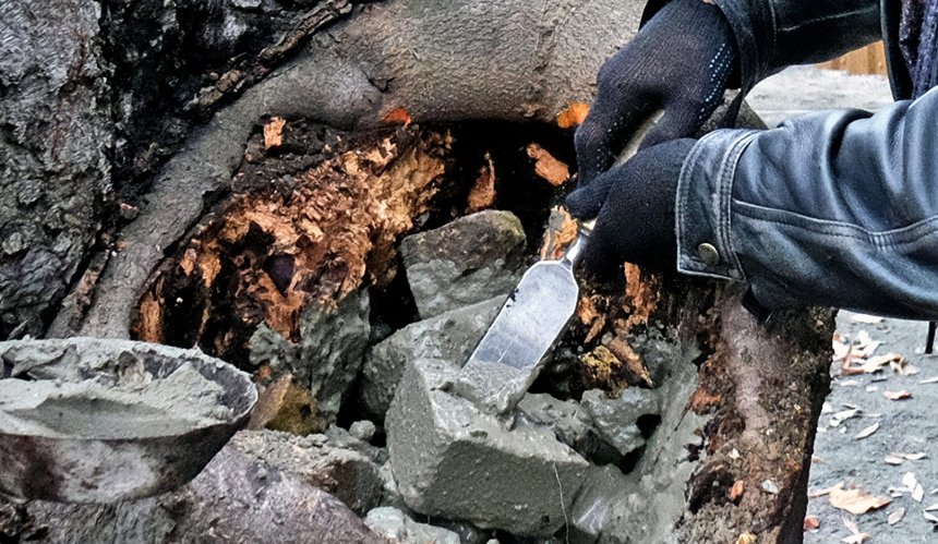 У дендропарку КиївЗоо вдалося врятувати віковий бук: фото