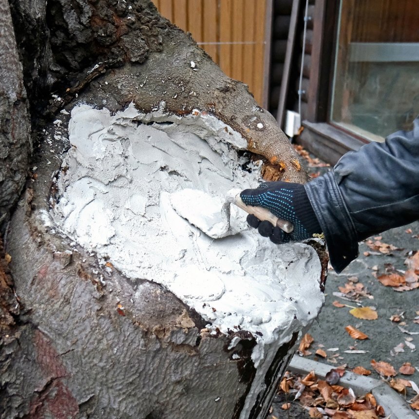 У дендропарку КиївЗоо вдалося врятувати віковий бук