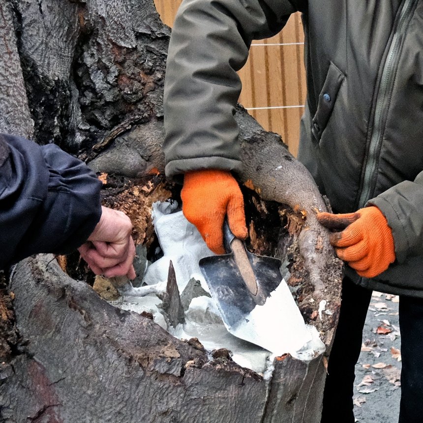 У дендропарку КиївЗоо вдалося врятувати віковий бук