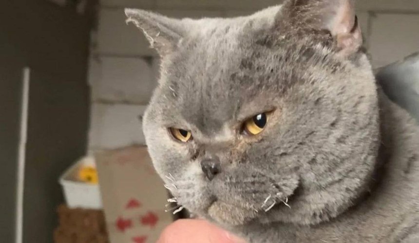 На Київщині кішка пережила удар дрона та чекала господарів під завалами 9 днів