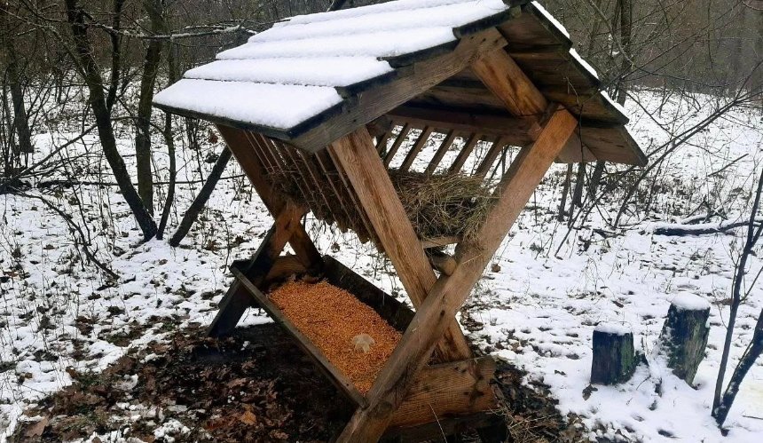 У лісах Києва облаштували 45 годівниць: як лісівники допомагають тваринам перезимувати