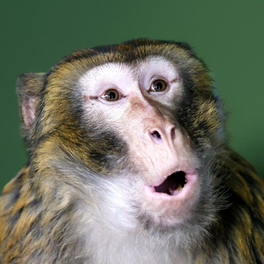 КиївЗоо врятував мавпу з вулиць Гостомеля