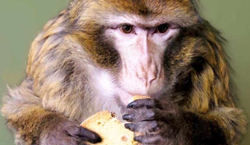 КиївЗоо врятував мавпу з вулиць Гостомеля: фото