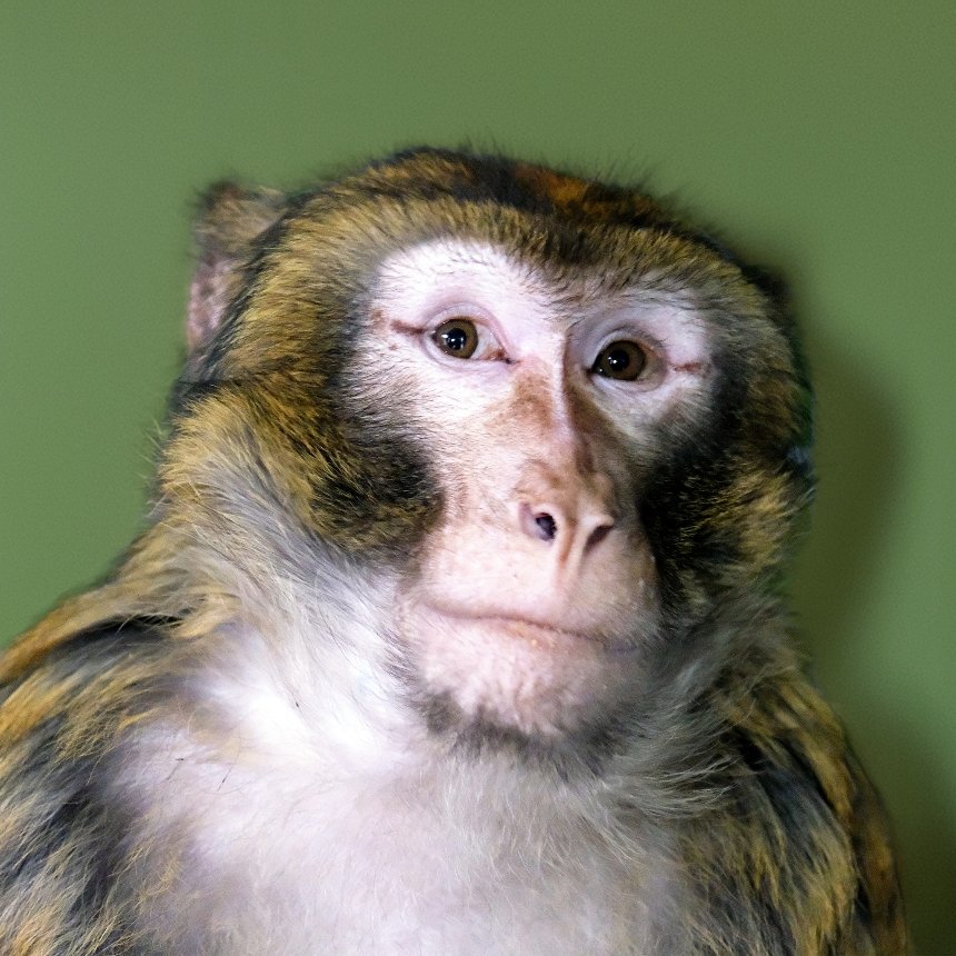 КиївЗоо врятував мавпу з вулиць Гостомеля