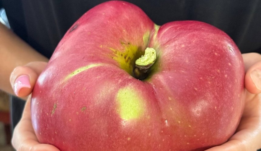 Киянин виростив яблуко-гігант вагою майже 1,3 кілограма: як воно виглядає