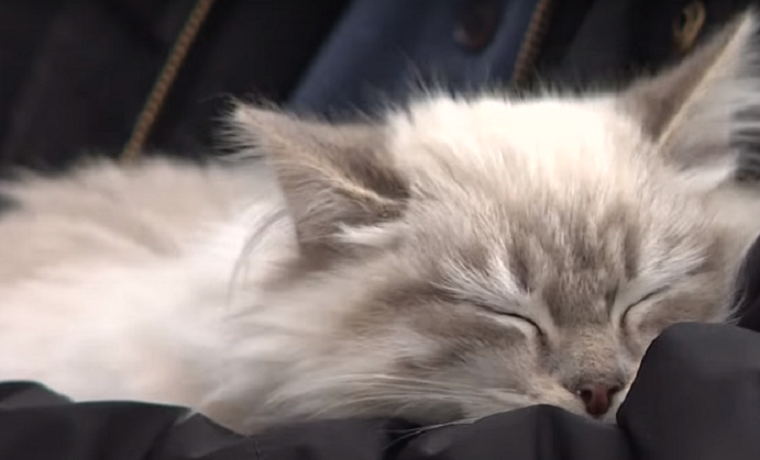 Брошенный в аэропорту котенок обрел нового хозяина (видео)
