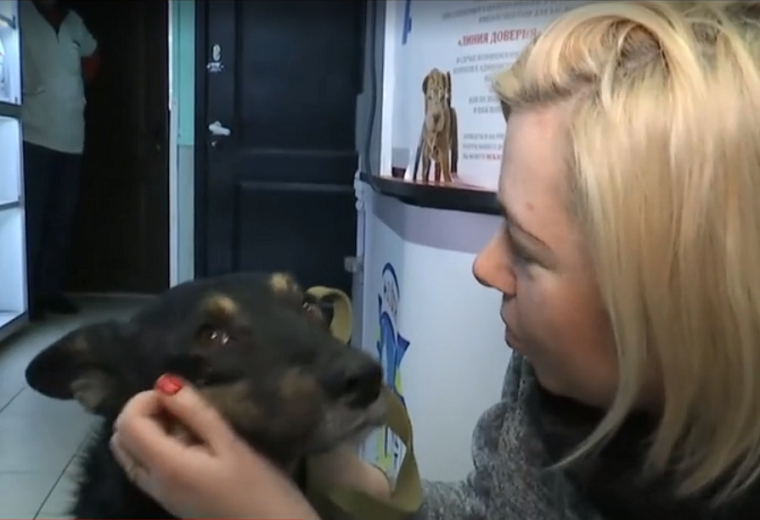 Киевлянка нашла своего пса-потеряшку после пяти лет поисков (видео)