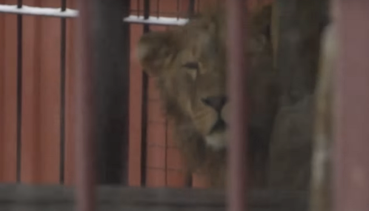 Власники приватного будинку під Києвом завели лева (відео)