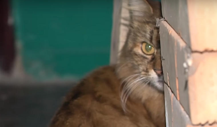 Под Киевом квартиру заливает отходами кошачьей жизнедеятельности (видео)