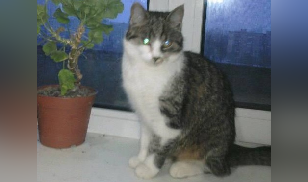 На Березняках розшукують хазяїна лагідної кішки (фото)