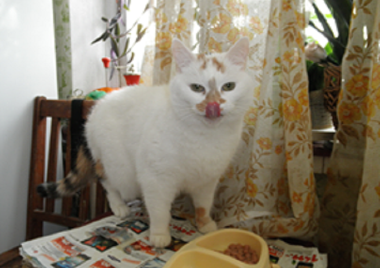 В Киеве разыскивают белую кошку с розовым носиком