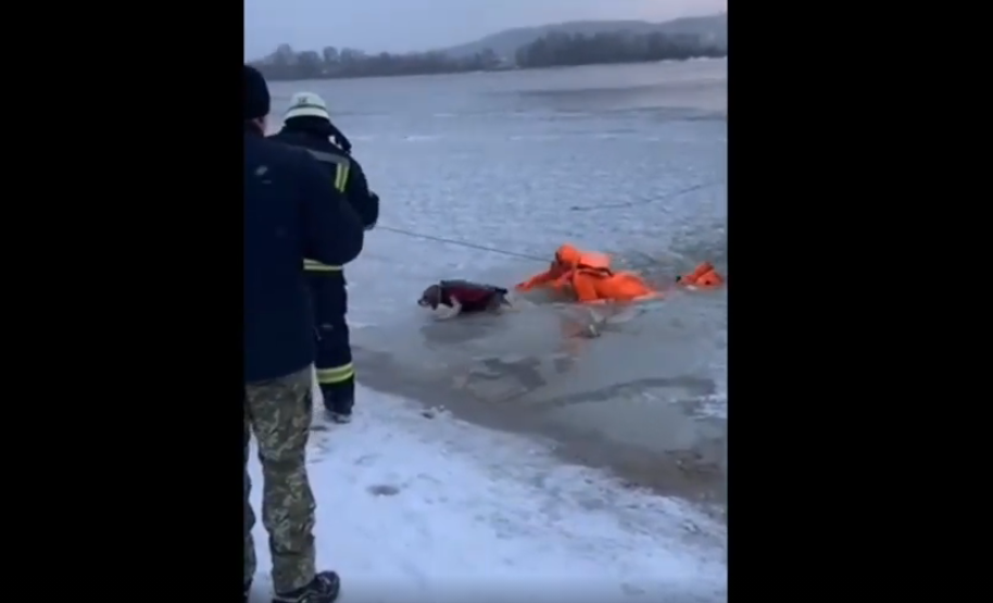 В Киеве спасли собаку, провалившуюся под лед