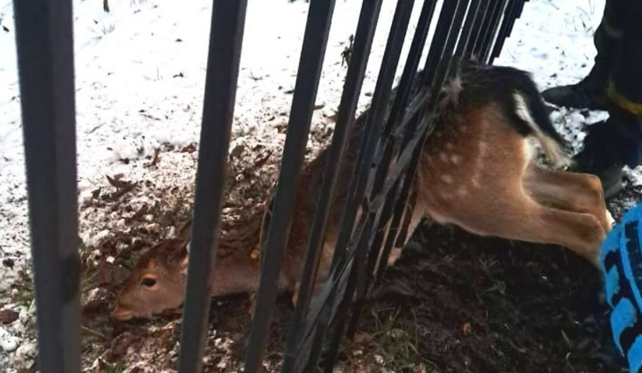 На Київщині врятували косулю, яка застрягла в паркані: фото, відео