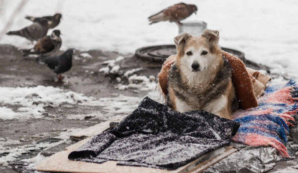 Як допомогти безпритульним тваринам взимку: 6 основних порад