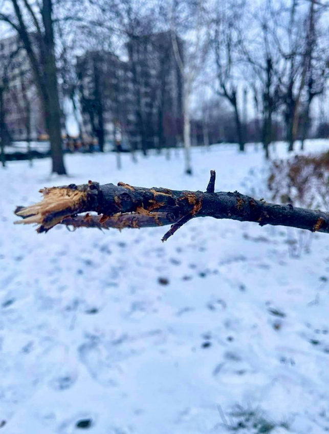 У Києві собака пошкодив дерева, які посадили на честь пам'яті загиблих жінок-військових
