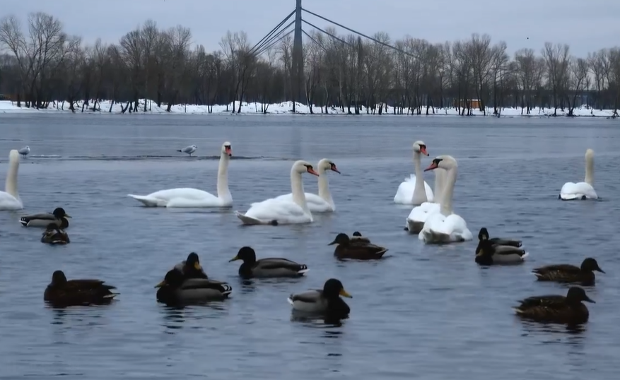 Лебеді у Києві взимку