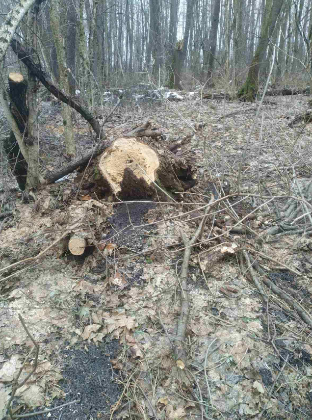 На Київщині в парку Ташанський масово вирубали дерева: фото