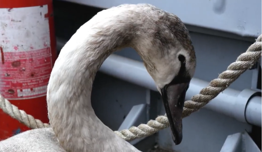 У Києві визволили лебедя з крижаного полону: фото