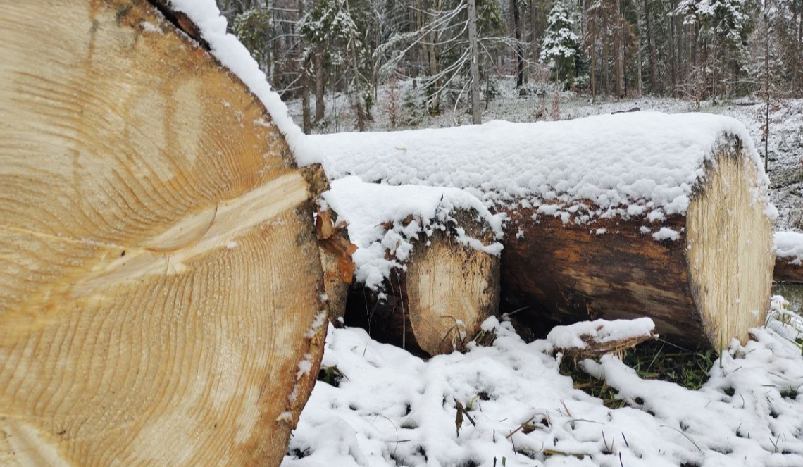 Мешканці Київщини незаконно зрубали дерева на 140 тисяч гривень: деталі