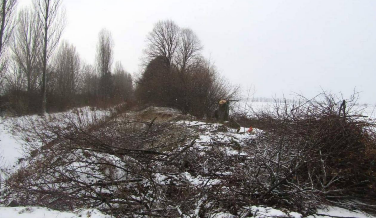 Мешканців Київщини, які зрубали 348 дерев, оголосили у розшук: подробиці