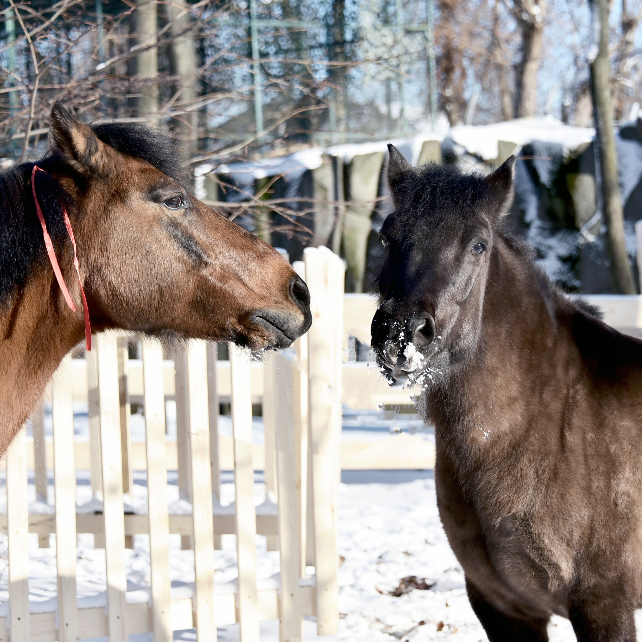 У КиївЗоо можна побачити гуцульських коней Плая та Явора