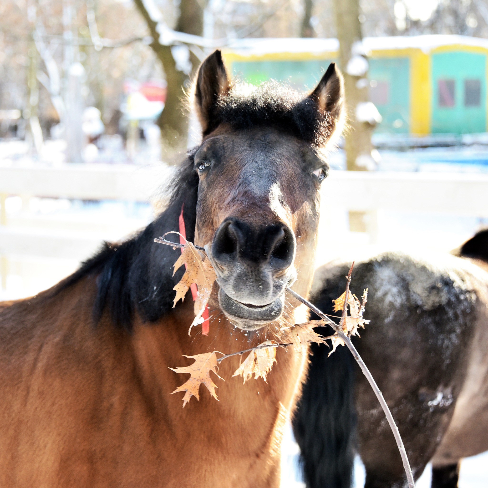 У КиївЗоо можна побачити гуцульських коней Плая та Явора