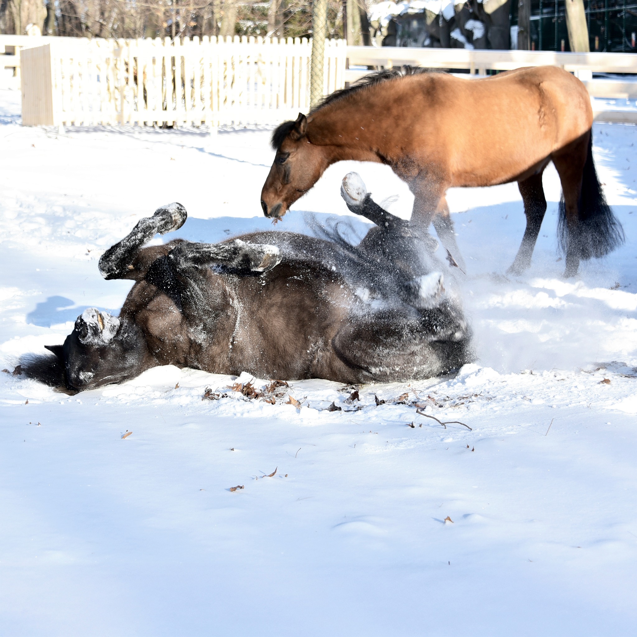 У КиївЗоо можна побачити гуцульських коней Плая та Явора