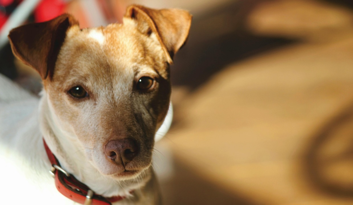 Рада ухвалила закон, що посилює захист домашніх тварин: про які норми йдеться