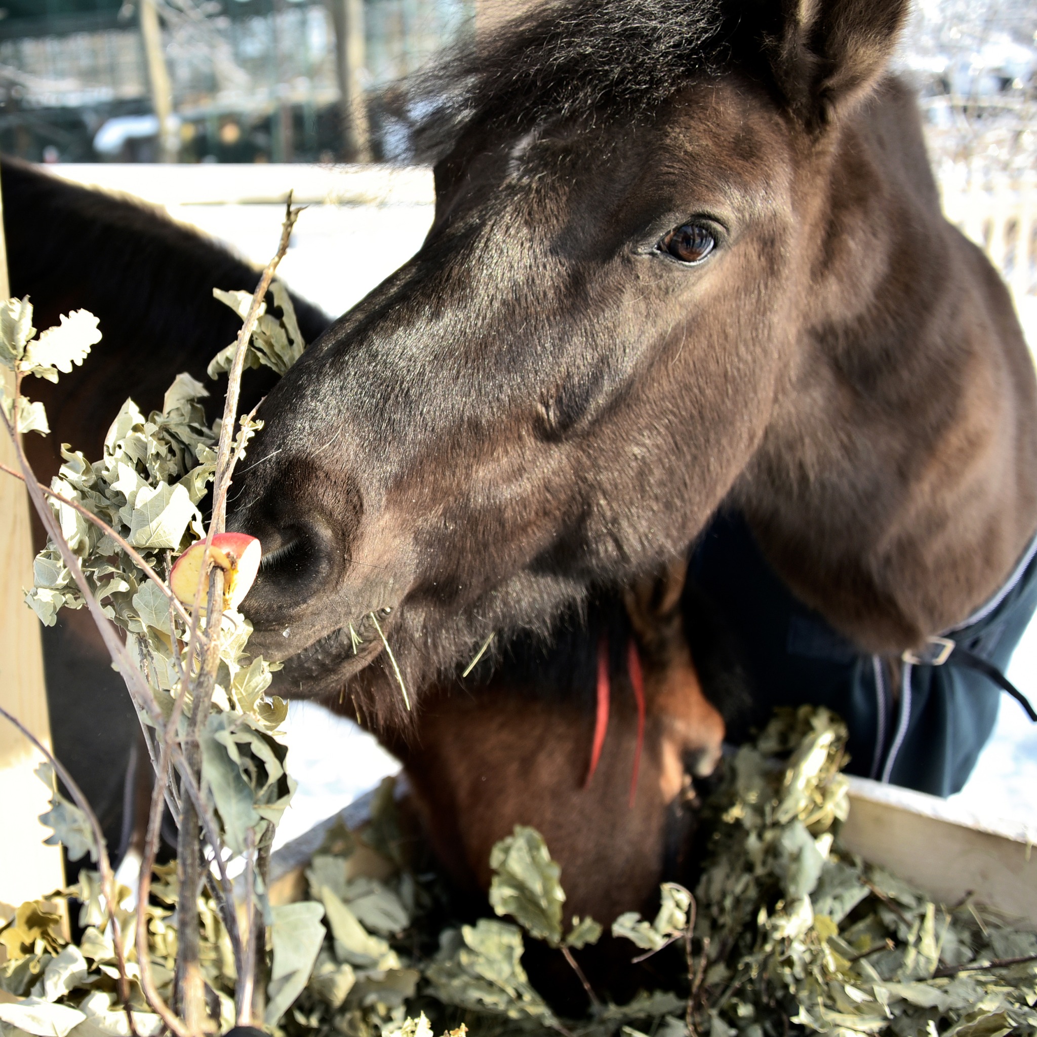 У КиївЗоо проходять&nbsp;показові&nbsp;частування гуцульських коней