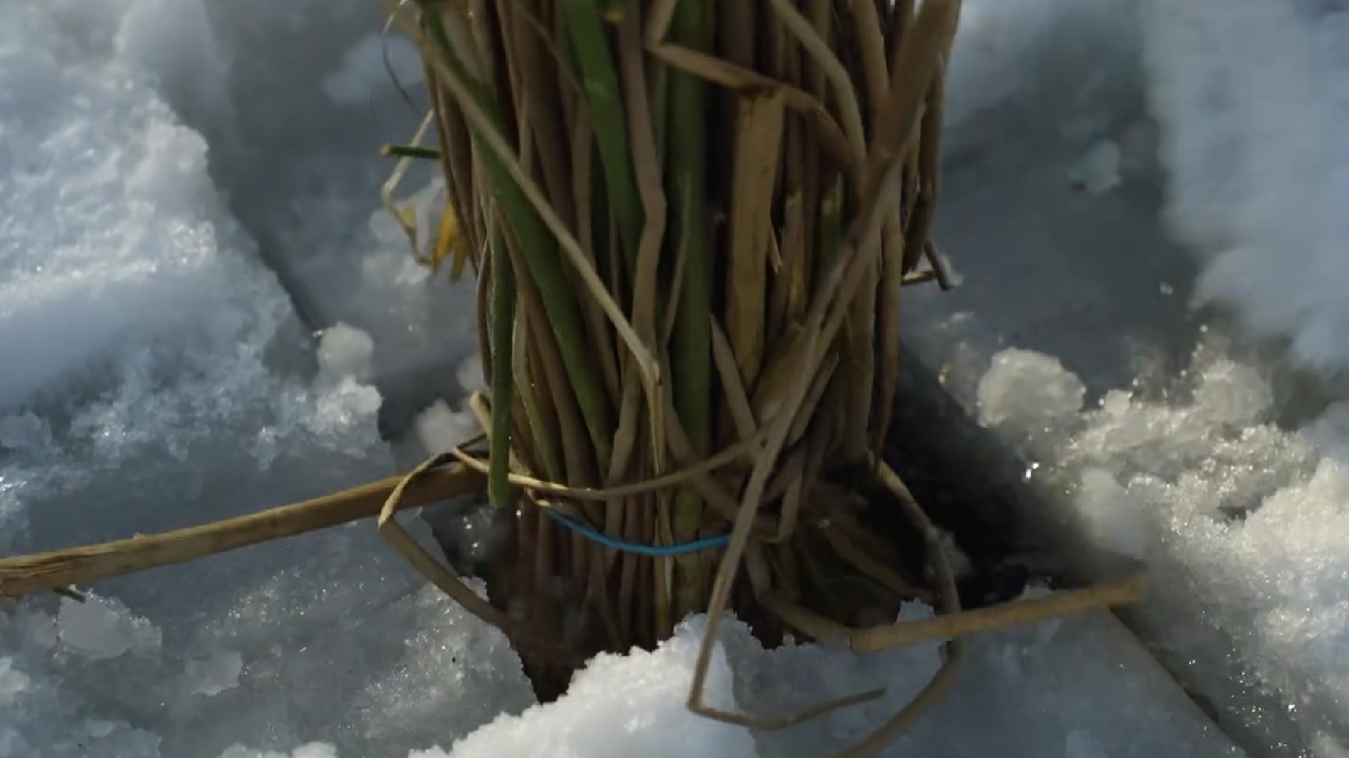 Як у Києві рятують рибу від задухи