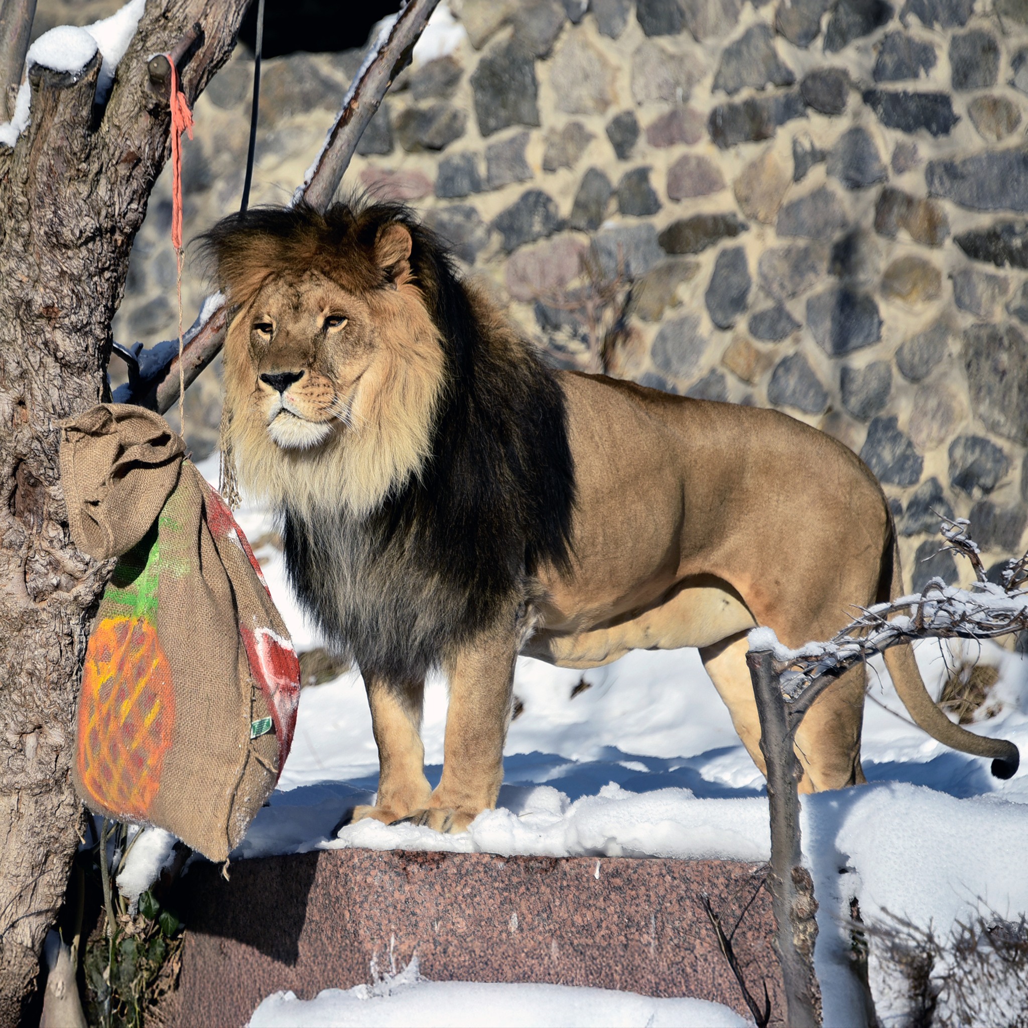 Леви Київзоо відсвяткують 17-річчя великим пікніком
