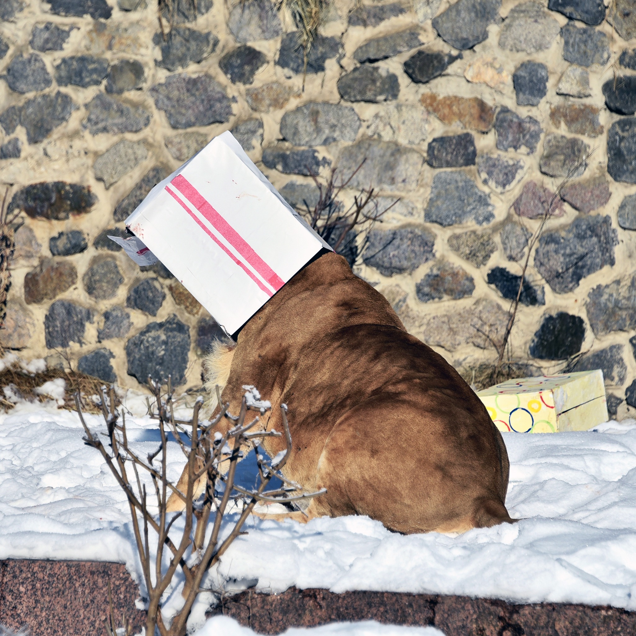 Леви Київзоо відсвяткують 17-річчя великим пікніком