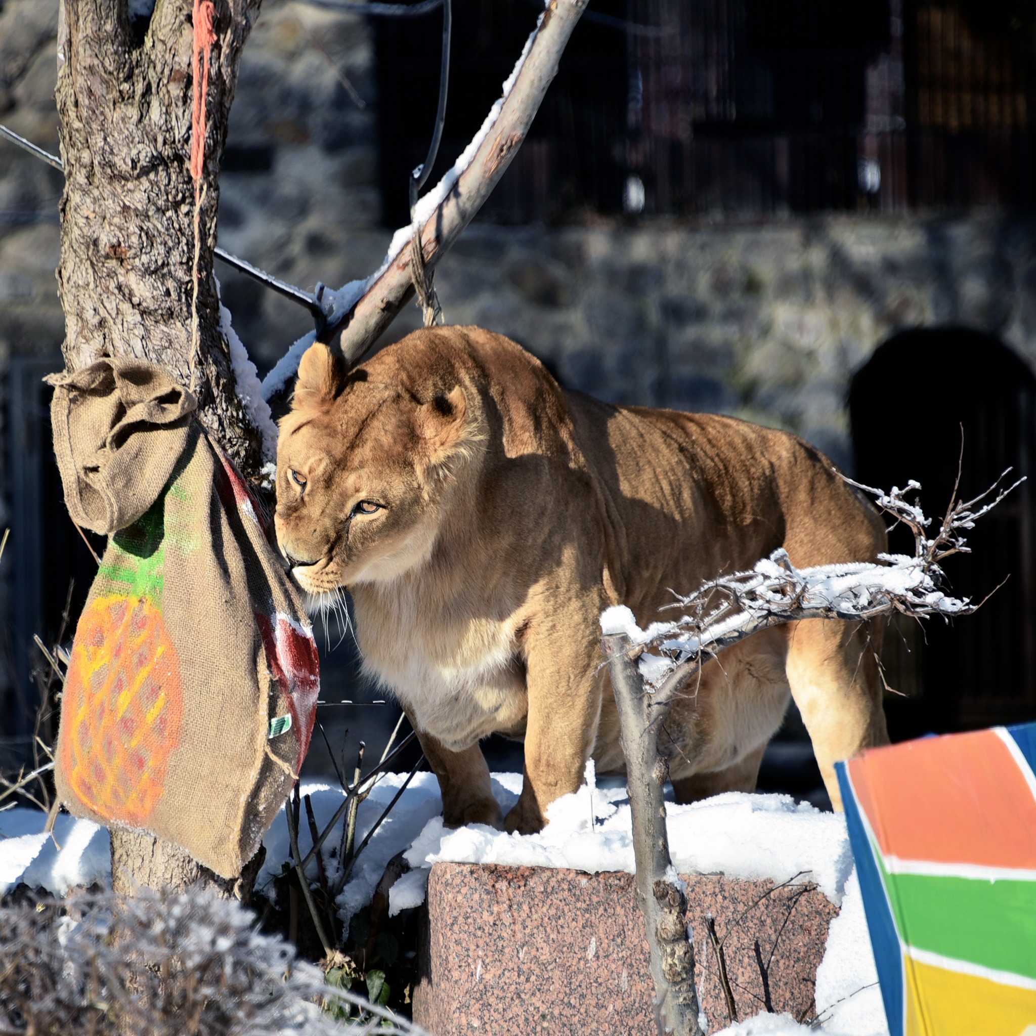 Леви Київзоо відсвяткують 17-річчя великим пікніком