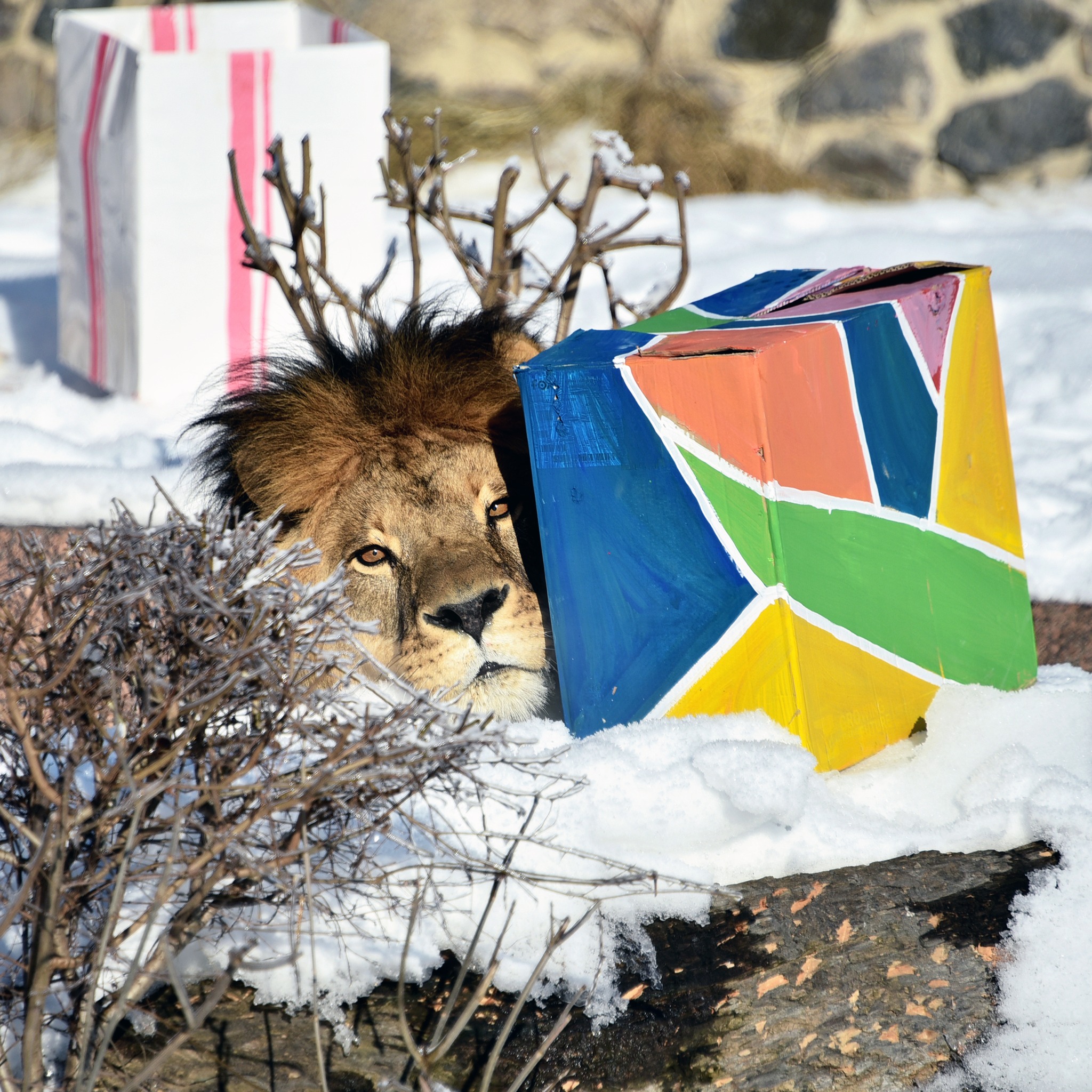 Леви Київзоо відсвяткують 17-річчя великим пікніком