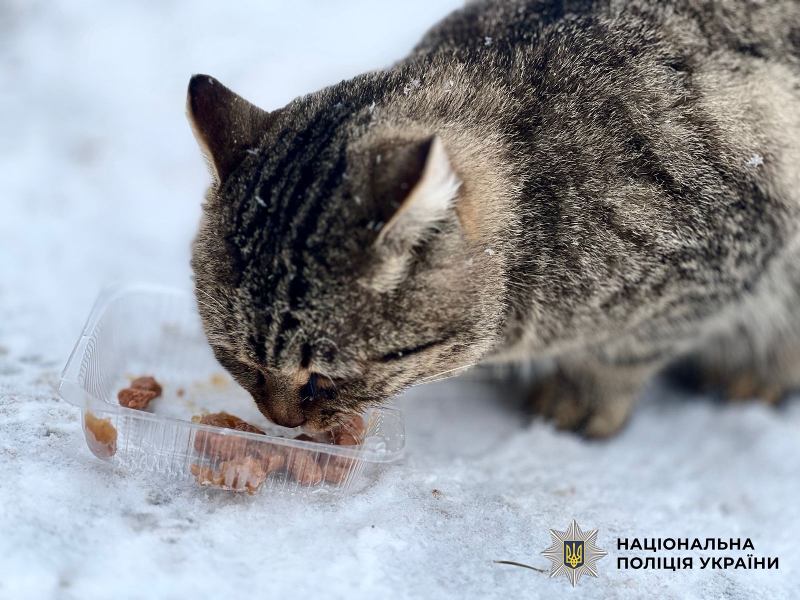 Поліцейські Київщини підгодовують безпритульних тварин