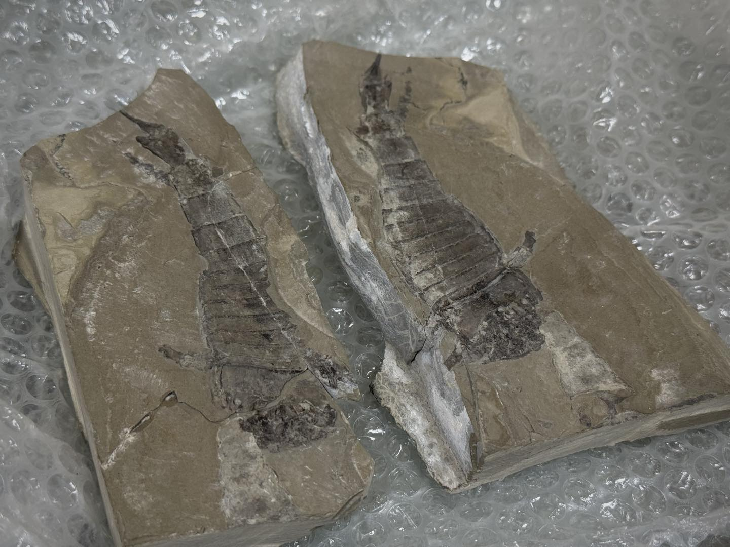 Фото: Київська митниця Митниця передала рідкісні артефакти Національному науково-природничому музею у Києві: фото