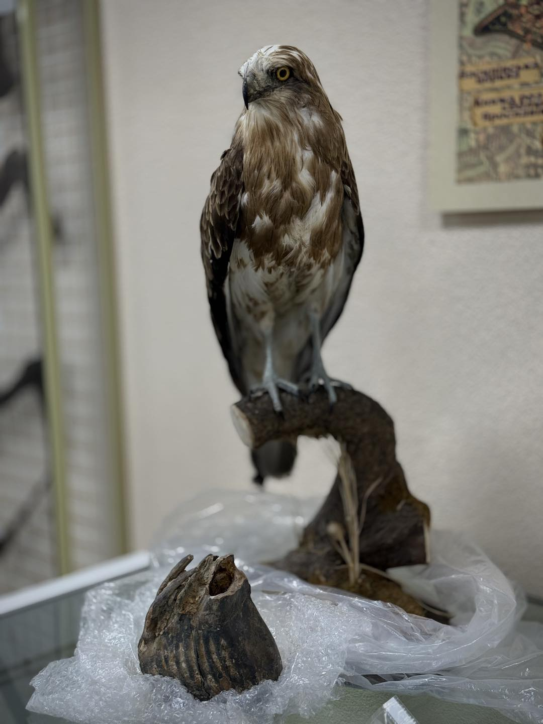 Митниця передала рідкісні артефакти Національному науково-природничому музею у Києві: фото