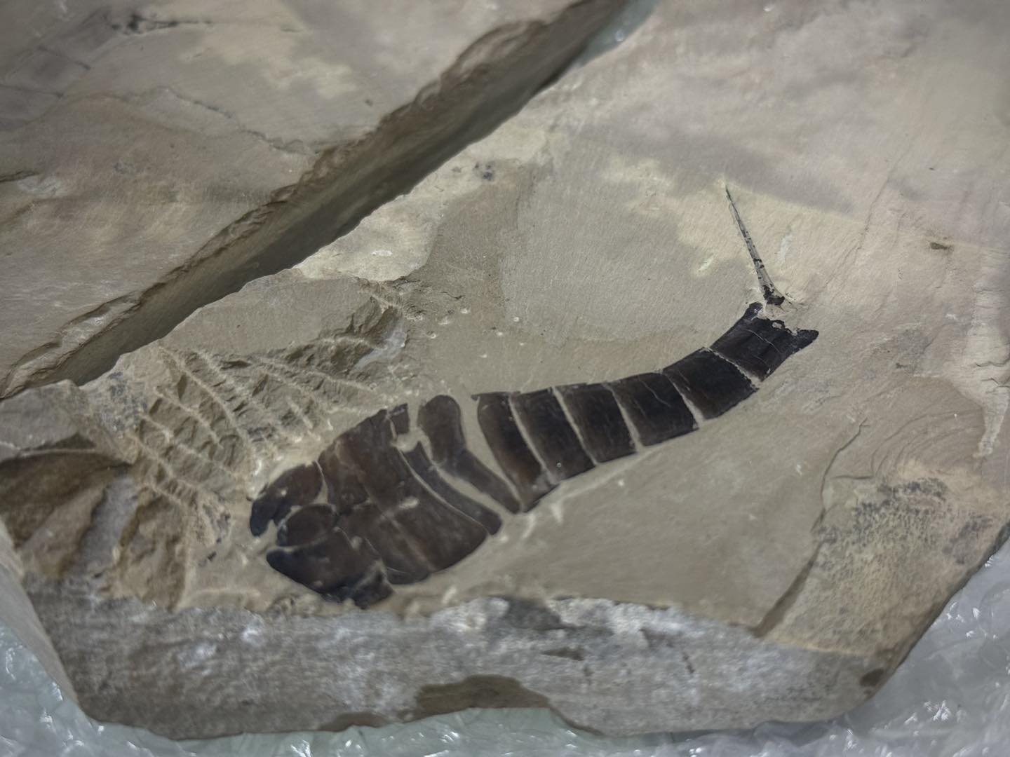 Митниця передала рідкісні артефакти Національному науково-природничому музею у Києві: фото