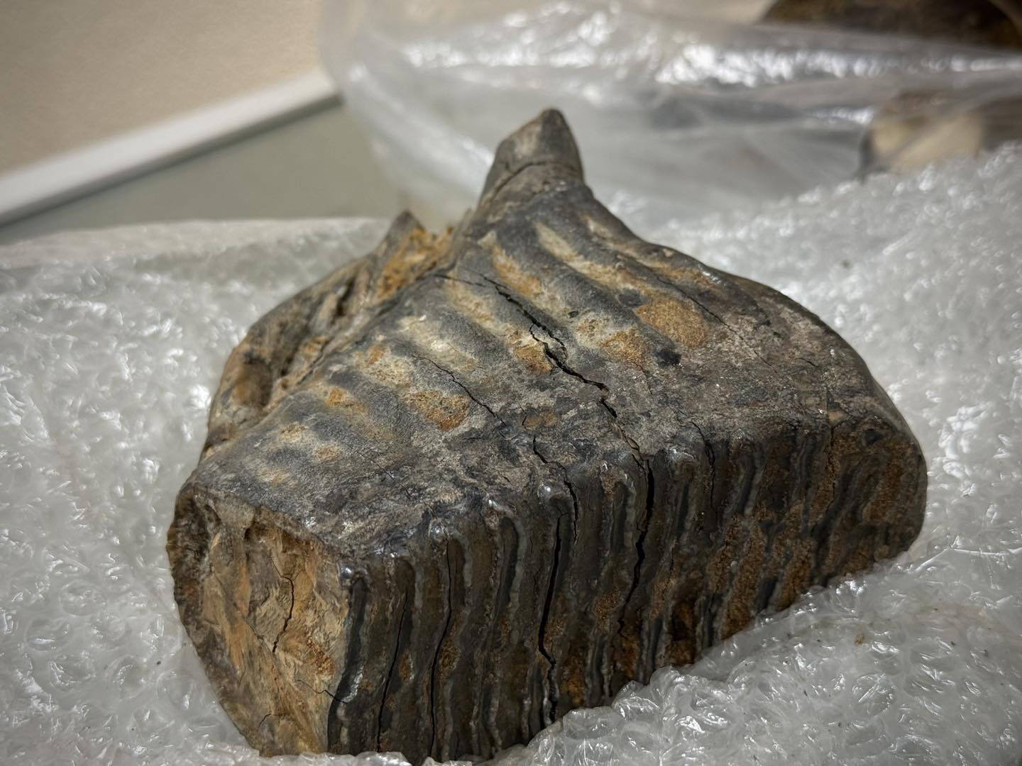 Митниця передала рідкісні артефакти Національному науково-природничому музею у Києві: фото