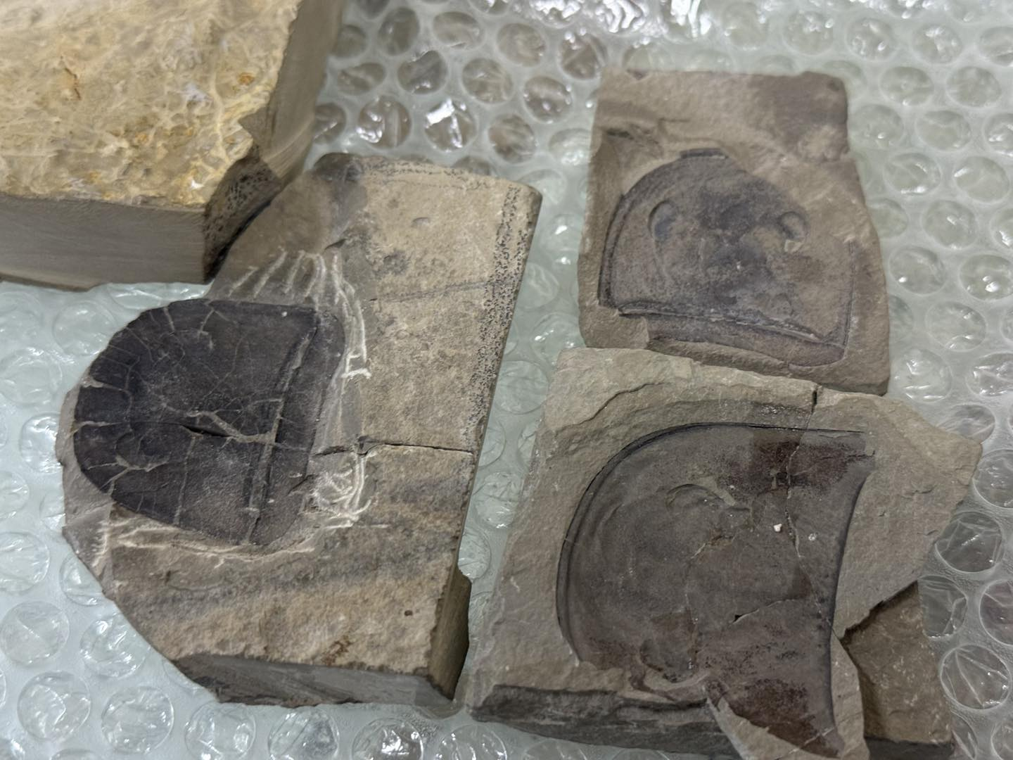 Фото: Київська митниця Митниця передала рідкісні артефакти Національному науково-природничому музею у Києві: фото