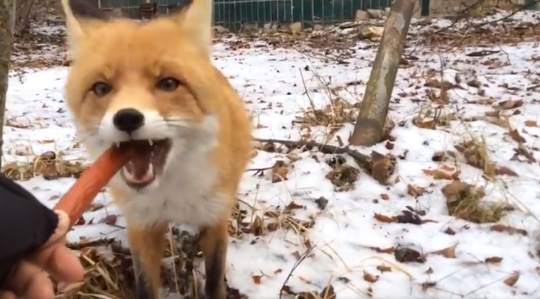 В сети показали прогулку с лисом Семеном по Припяти (видео)